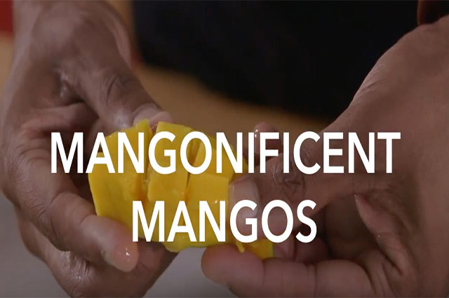 Mangonificent Mangos Tip