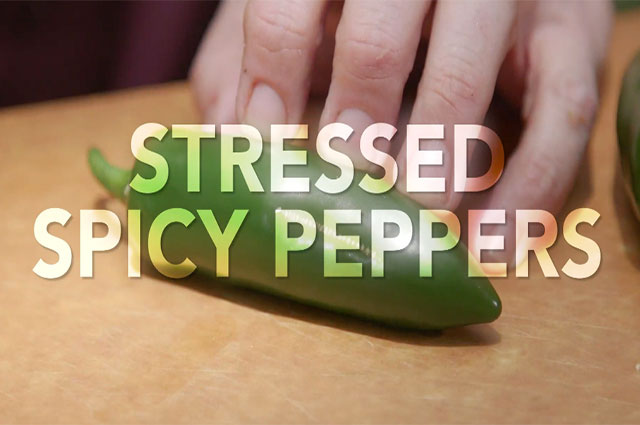 Quick Tip: Stressed Spicy Peppers
